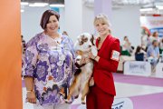 National Dog Show CAC –  Silver Dream Mini's French Lover