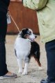 Национальная выставка собак CAC – кобель Linderland's Baxter Status Imperial