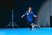 Интернациональная выставка собак CACIB – сука Hello Miss Ketty At Mayerling