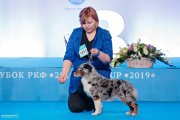 Интернациональная выставка собак CACIB – сука Hello Miss Ketty At Mayerling