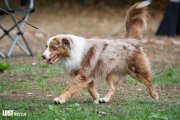 Региональная выставка собак CAC – кобель Aussies Wörthersee 'Bout 500 Miles 2LR