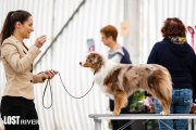 Club Dog Show Club Winner –  Aussies Wörthersee 'Bout 500 Miles 2LR