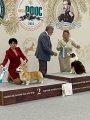 Национальная выставка собак CAC – Россия, Казань (Татарстан)