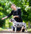 International Dog Show (CACIB) – Польша, Bytom (Силезское воеводство)