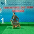 Интернациональная выставка собак CACIB – Грузия, Gori (Шида-Картли)