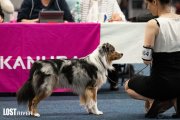 Интернациональная выставка собак CACIB – кобель Lost River Bellamy Kom Spacekru