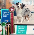 Национальная выставка собак CAC – сука Marvelot And Life Goes On