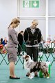 Национальная выставка собак CAC – кобель Silver Dream Mini's French Lover
