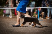 Интернациональная выставка собак CACIB – сука Avve Montana