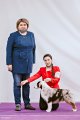 Национальная выставка собак CAC – кобель Silver Dream Mini's French Lover