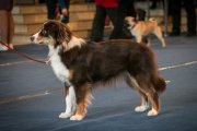 National Dog Show CAC –  Energie's Gingery Status Imperial