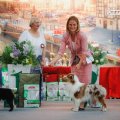 Интернациональная выставка собак CACIB – кобель Moonbaby's Dreams Come True Charlie