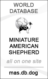 World database Miniature American Shepherd