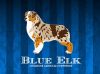 Blue Elk