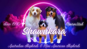 Shawnkara Aussies & Miniature American Shepherds
