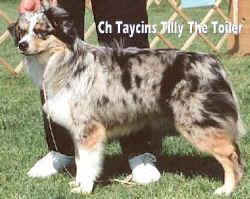 Taycin's Tilly The Toiler
