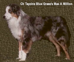 Taycin's Blue Grass's Max A Million