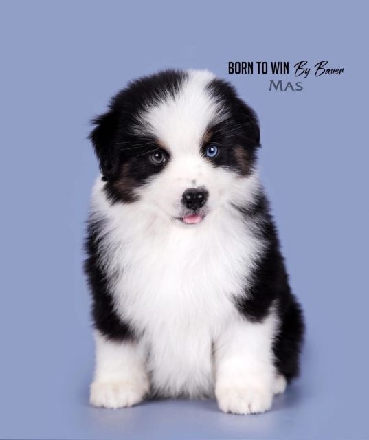 Born To Win By Bauer