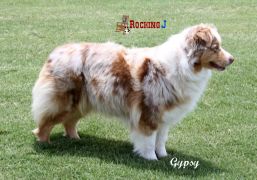 Timberline's Gypsy Rose