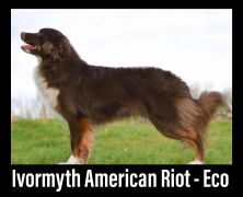 Ivormyth American Riot