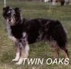 Twin Oaks Spinner
