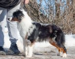 National Dog Show CAC –  Linderland's Baxter Status Imperial
