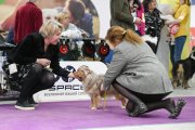 Dog Show CAC 1st Group + Speciality –  Status Imperial Apricot Flip