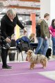 Dog Show CAC 1st Group + Speciality –  Status Imperial Apricot Flip