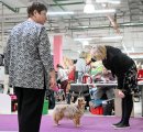 National Dog Show CAC –  Status Imperial Apricot Flip
