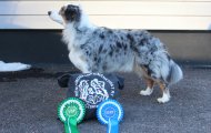 Dog Show CAC 1st Group + Speciality – Finland, Lahti (Paijat-Hame)