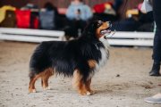 Republican Dog Show all breeds – Belarus, Mahilyow (Mogilev)