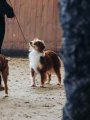 Republican Dog Show all breeds – Belarus, Mahilyow (Mogilev)