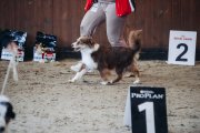 National Dog Show CAC –  Energie's Gingery Status Imperial