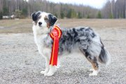 Dog Show CAC 1st Group –  Marvelot And Life Goes On