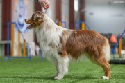 Dog Show CAC 1st Group + Speciality –  Ave Dinornis Perfect World