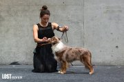 International Dog Show CACIB –  Aussies Wörthersee 'Bout 500 Miles 2LR