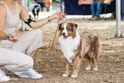 International Dog Show CACIB –  Aussies Wörthersee 'Bout 500 Miles 2LR