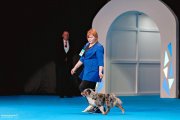 International Dog Show CACIB –  Hello Miss Ketty At Mayerling