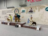 National Dog Show CAC –  Ave Dinornis Trigger