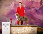 National Dog Show CAC –  Alrescha BY Bauer