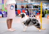 National Dog Show CAC – Russia, Perm (Permskaya Oblast)