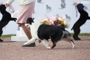 National Dog Show CAC –  Ave Dinornis Vie Point