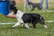 Dog Show CAC 1st Group + Speciality –  Ave Dinornis Vie Point