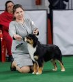 National Dog Show CAC –  Ave Dinornis Warlock Of Dreams