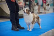 International Dog Show CACIB –  Ave Dinornis Game Without Rules