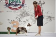 International Dog Show CACIB –  Ave Dinornis Trigger