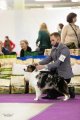 Национальная выставка собак CAC – сука Poupée Russe Souris Des Romarins De Mayerling