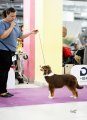 Dog Show CAC 1st Group + Speciality –  Energie's Gingery Status Imperial