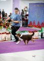 Dog Show CAC 1st Group + Speciality –  Energie's Gingery Status Imperial