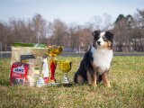 Dog Show CAC 1st Group + Speciality –  Status Imperial Ace Of Spades